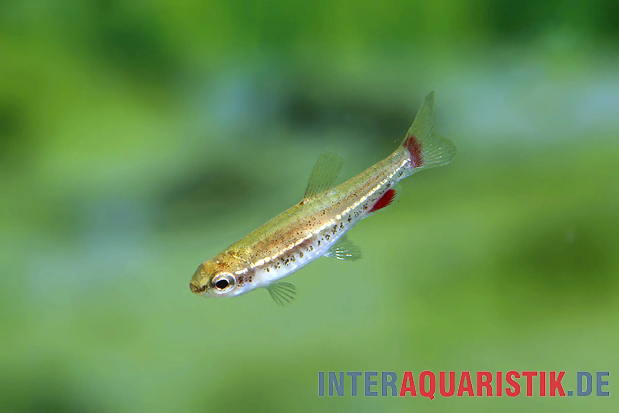 Anduze-Zwergziersalmler, Nannostomus anduzei