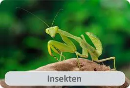 Insekten-fuer-das-Terrarium-kaufen