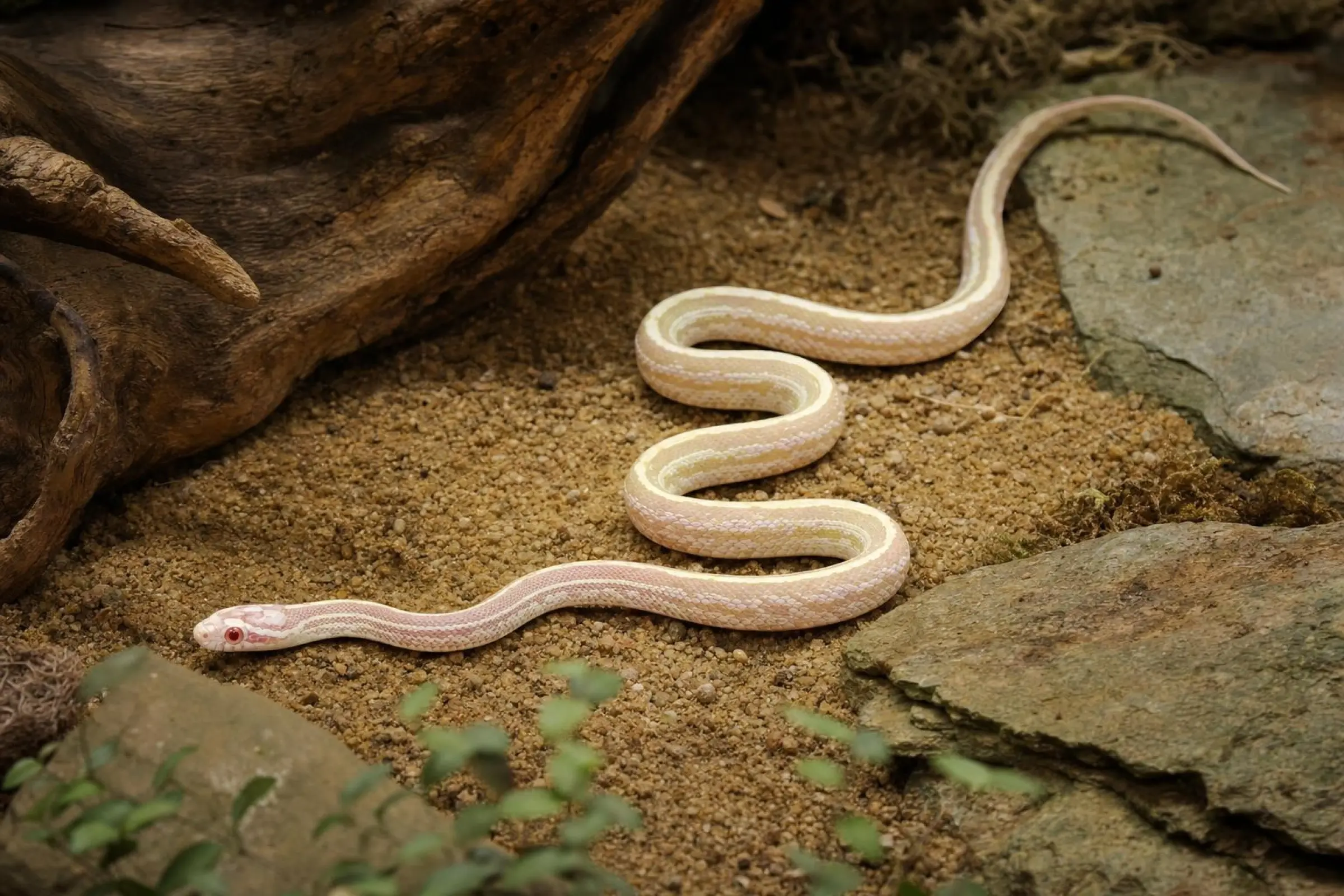Kornnatter „Xantisch Snow Tessera“, Pantherophis guttatus