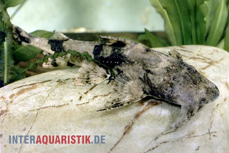 Teufelswels, Bagarius bagarius, 8-12 cm
