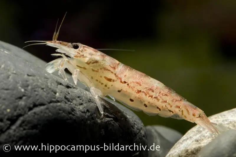 Zwergfächergarnele, Atyoida pilipes