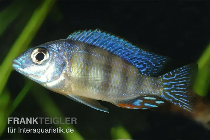 Fenster-Maulbrüter, Protomelas fenestratus