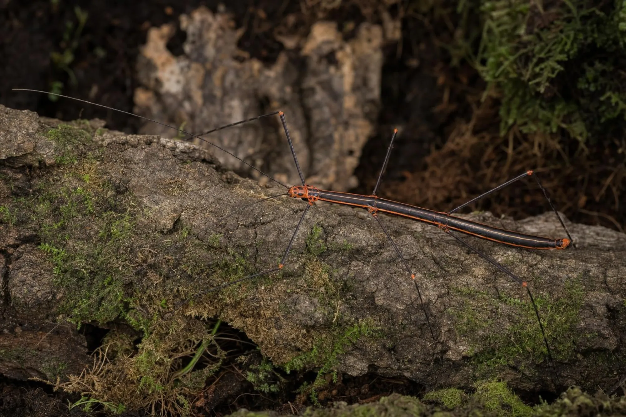 Peru-Farnstabschrecke, Oreophoetes peruana
