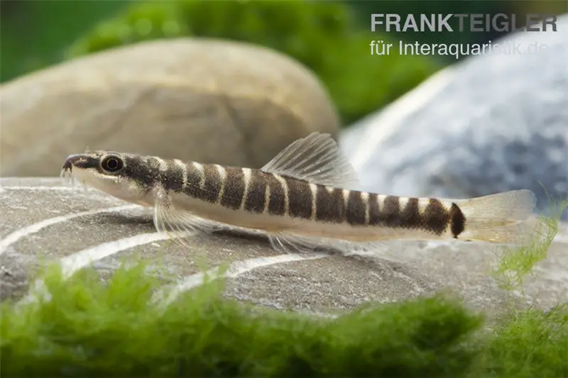 Savona Schmerle, Schistura savona (Nemacheilus savona)