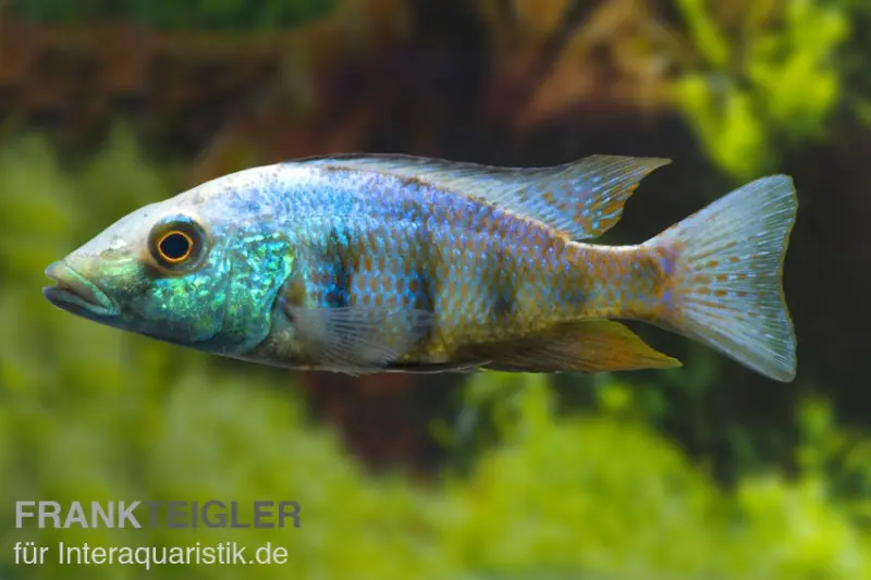 Sandtaucher, Fossorochromis rostratum, NZ, 10-12 cm