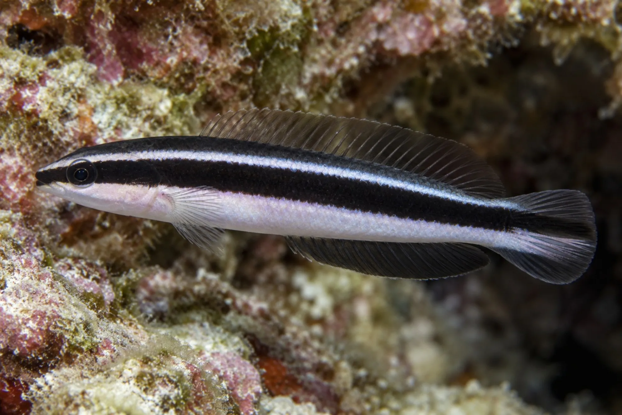 Gestreifter Zwergbarsch – Nachzucht, Pseudochromis sankeyi