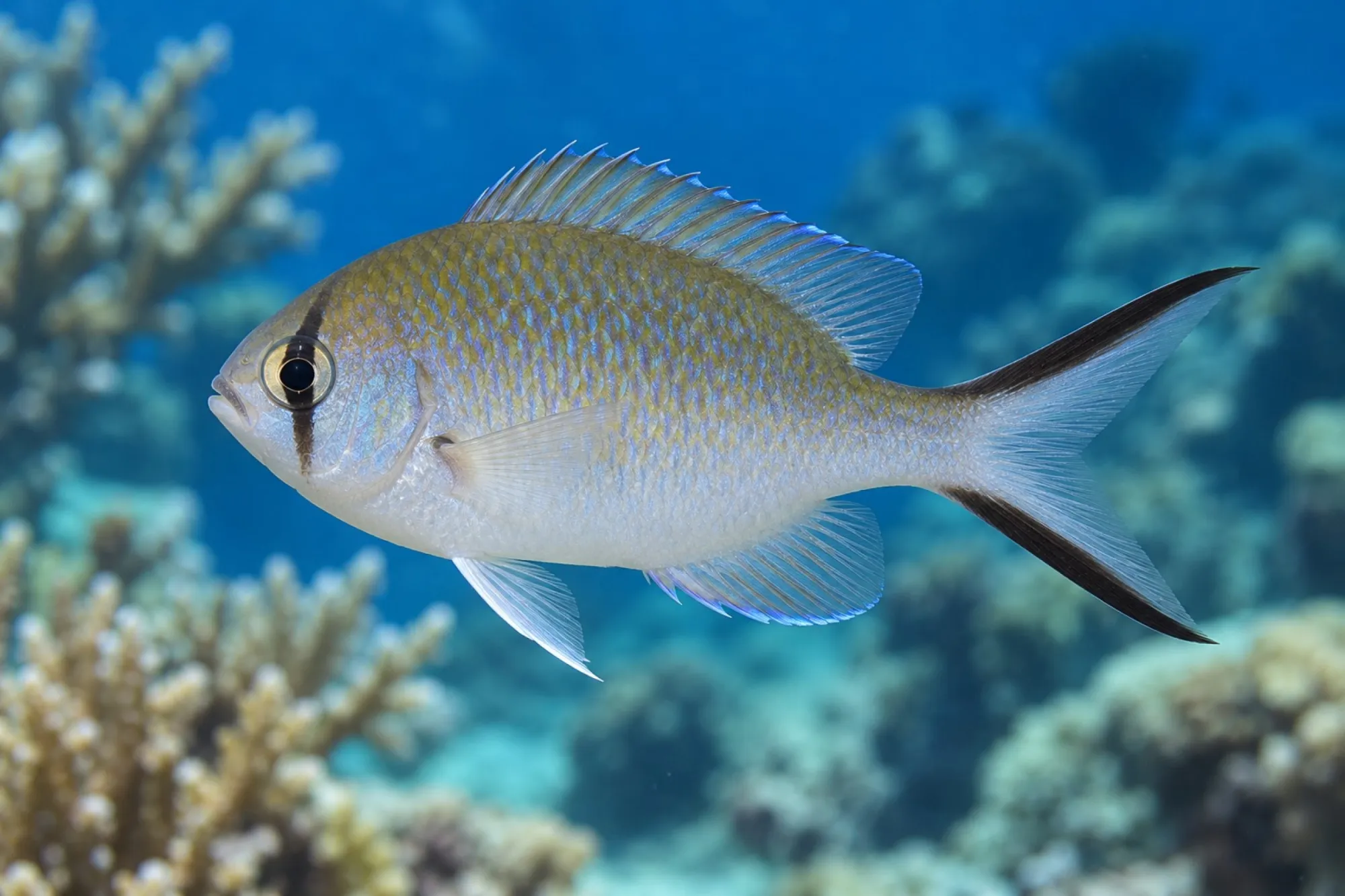 Ternate Schwalbenschwänzchen, Chromis ternatensis