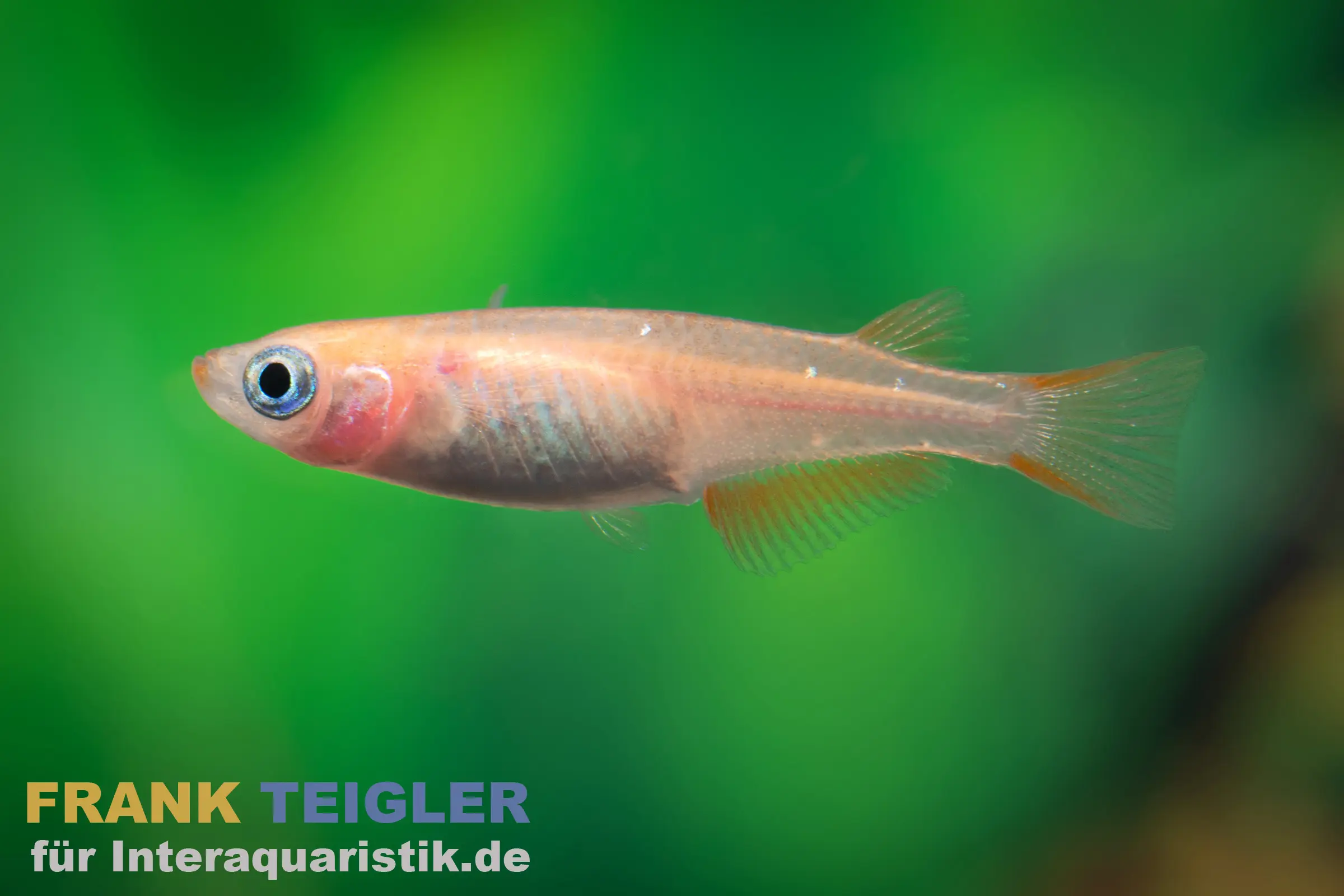 Medaka Orange Kupfer, Oryzias latipes Orange Rame