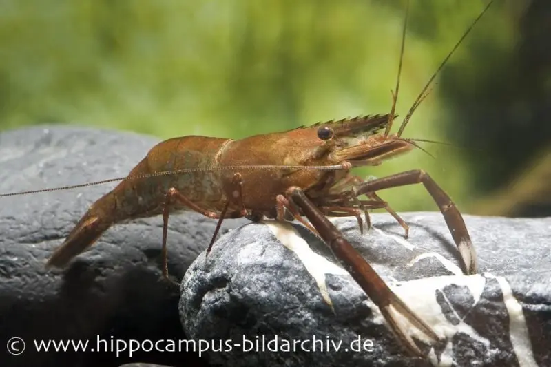 Schokogarnele, Macrobrachium dayanum (Großarmgarnele), DNZ