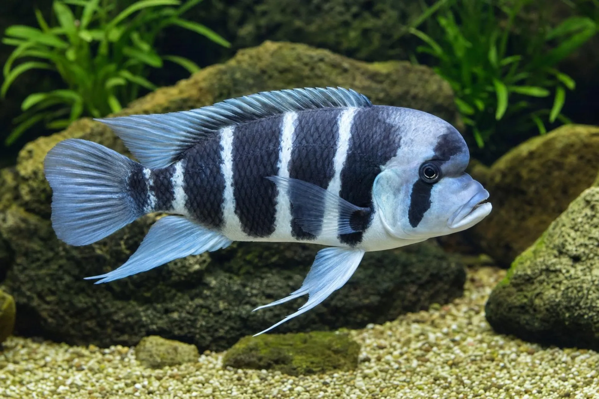Tanganjika-Beulenkopf, Cyphotilapia frontosa, ca. 8,0-10,0 cm