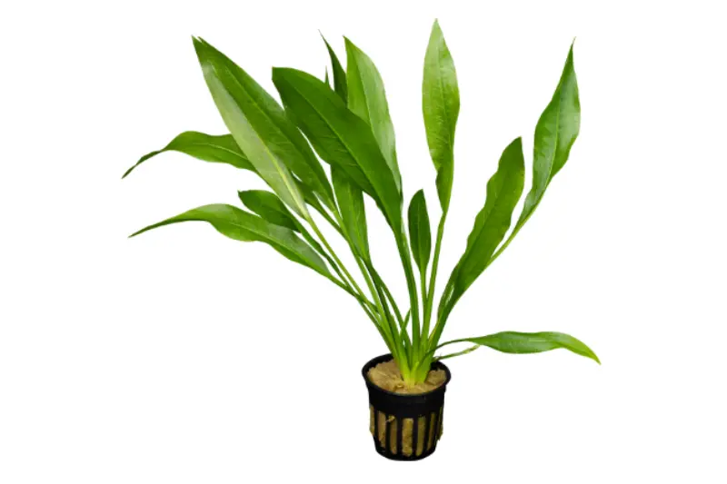 Schwarze Amazonaspflanze, Echinodorus parviflorus, im Topf (ausgelistet)