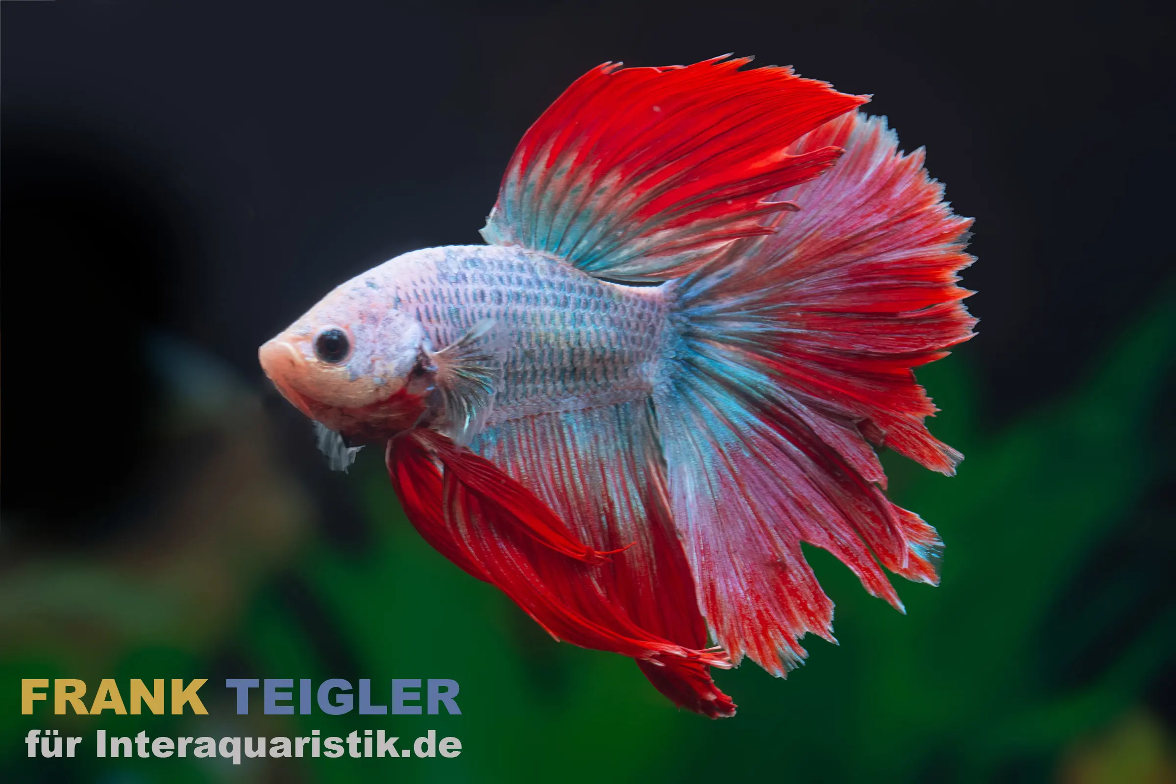 Halfmoon Kampffisch Mask Green, Männchen (Betta splendens) im Aquarium, intensive Grün- und Rottöne, weit geöffnete Halfmoon-Flossen, ausdrucksstarke Farbwirkung
