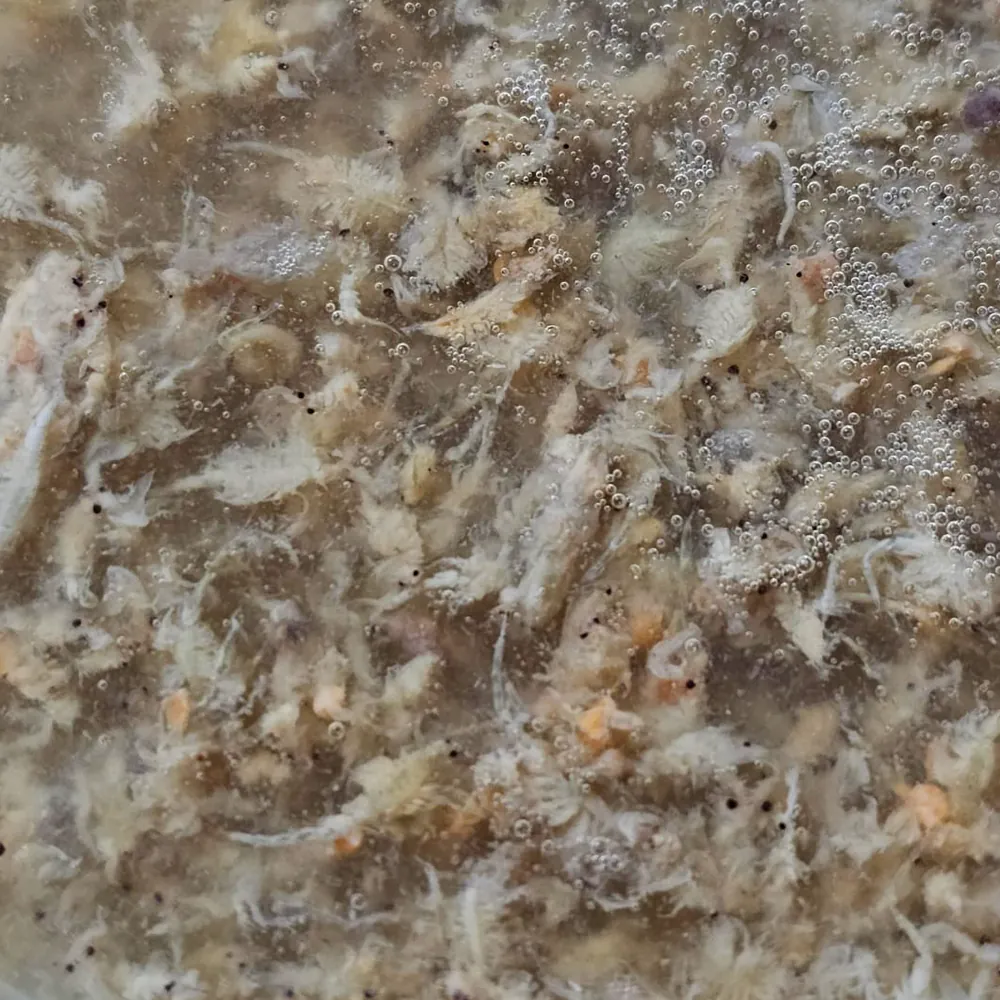 Close-up von Dupla Marin Gel-o-Juice Artemia + Garlic: feines Artemia-Zooplankton in Gel mit Luftbläschen, appetitanregender Knoblauchzusatz, Meeresfutter für LPS-Korallen, Filtrierer und Jungfische, 500 ml