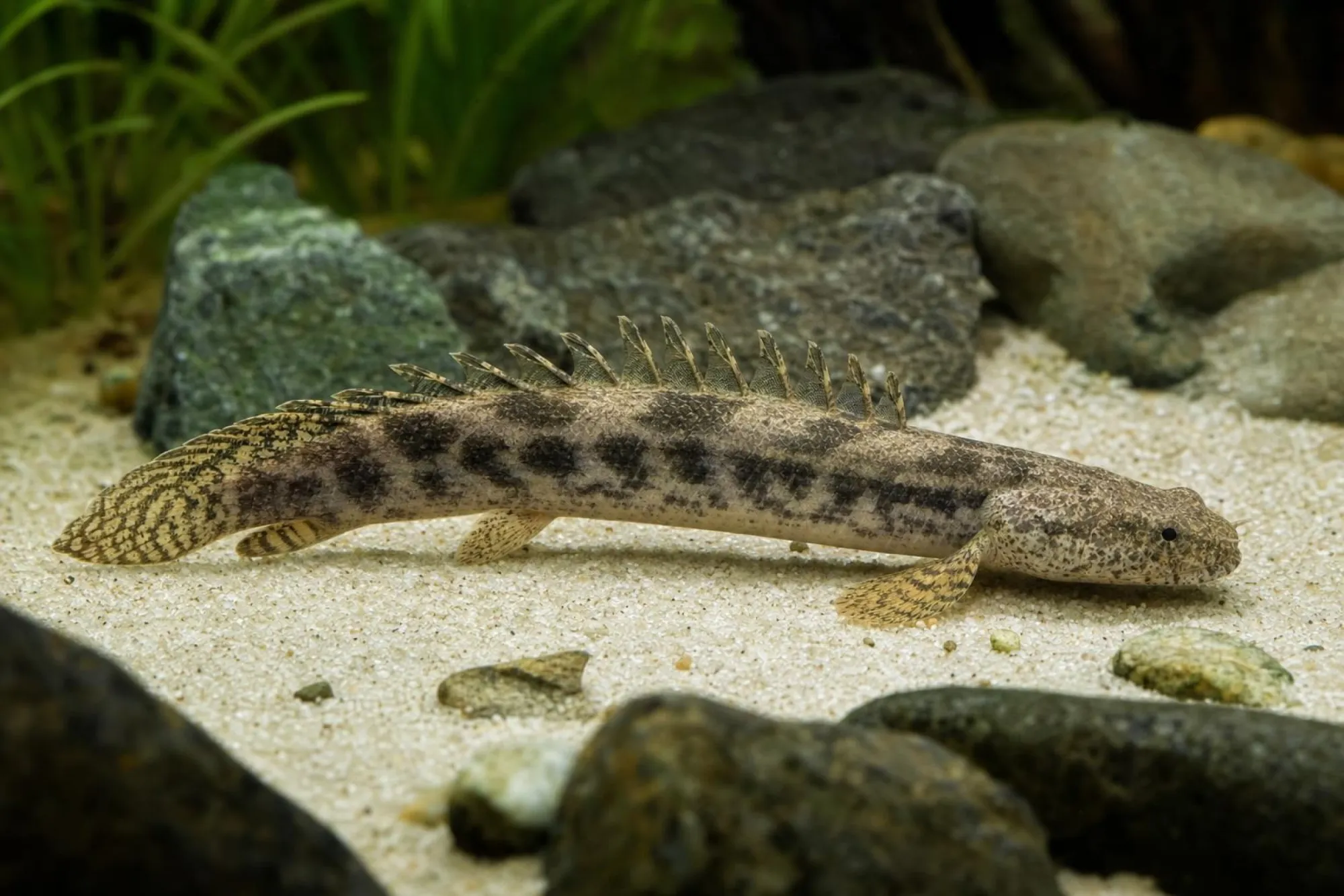 Ansorges Flösselhecht, Polypterus ansorgii