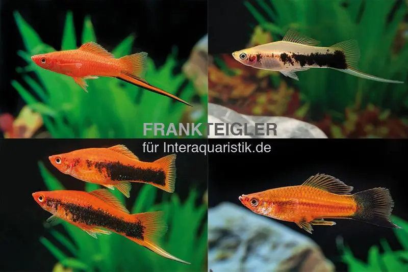 Schwertträger Farb-Mix, Xiphophorus helleri