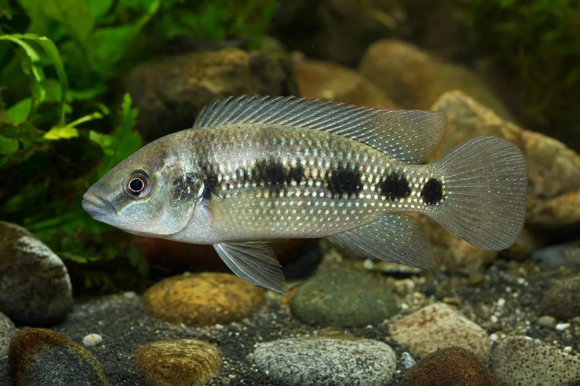 Gestreckter Fünffleck-Buntbarsch „Wildfang“, Hemichromis elongatus