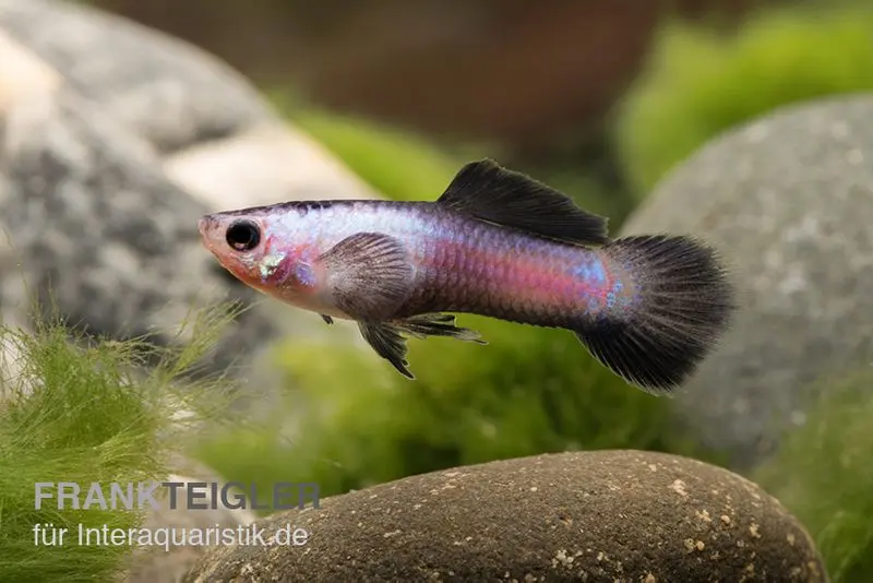 Panda Endler Guppy, Poecilia wingei "Panda", DNZ, paarweise