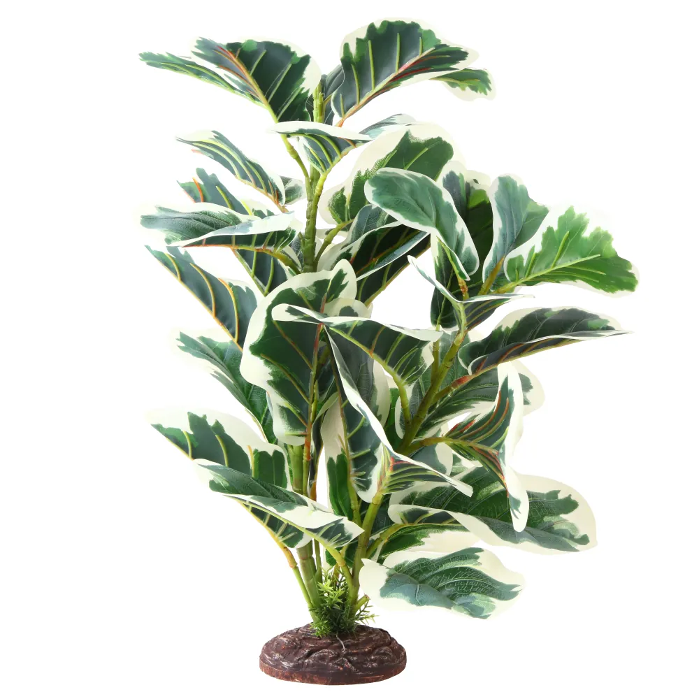 Hobby Ficus Elastica 2, Terrarien Pflanze, 55 cm