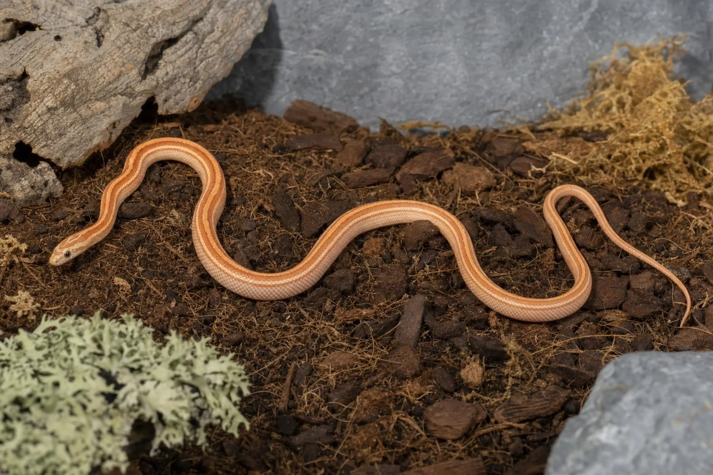 Kornnatter „Ultramel Striped“, Pantherophis guttatus