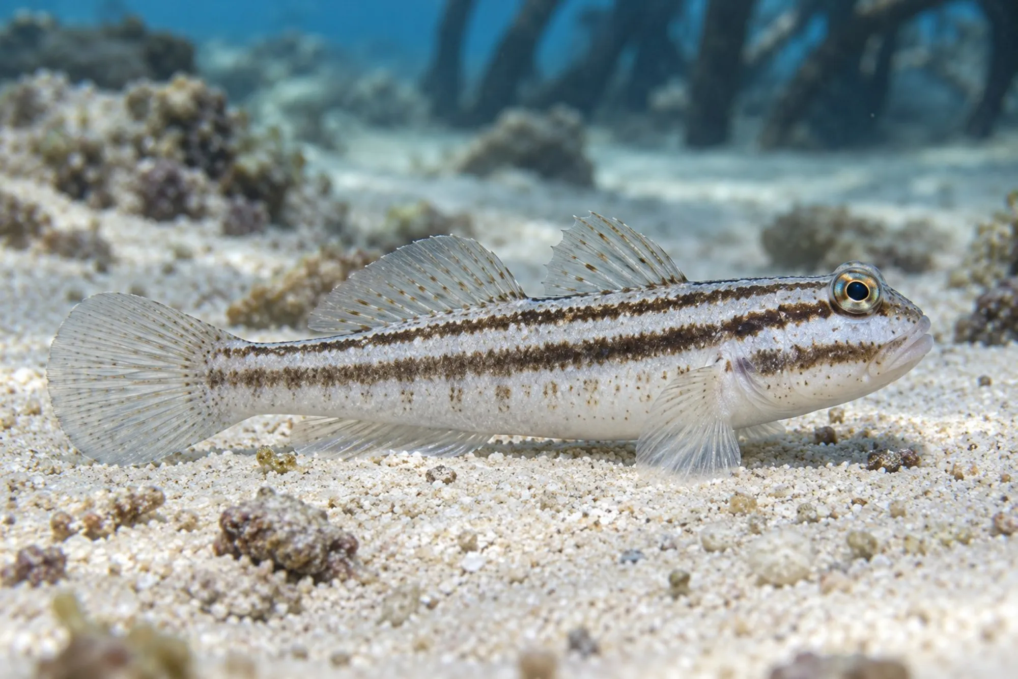 Link's Baggergrundel – Nachzucht, Amblygobius linki