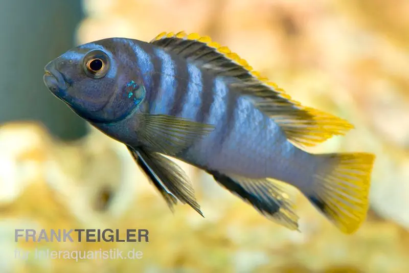 Labidochromis spec. MBAMBA BAY, 4-5 cm DNZ