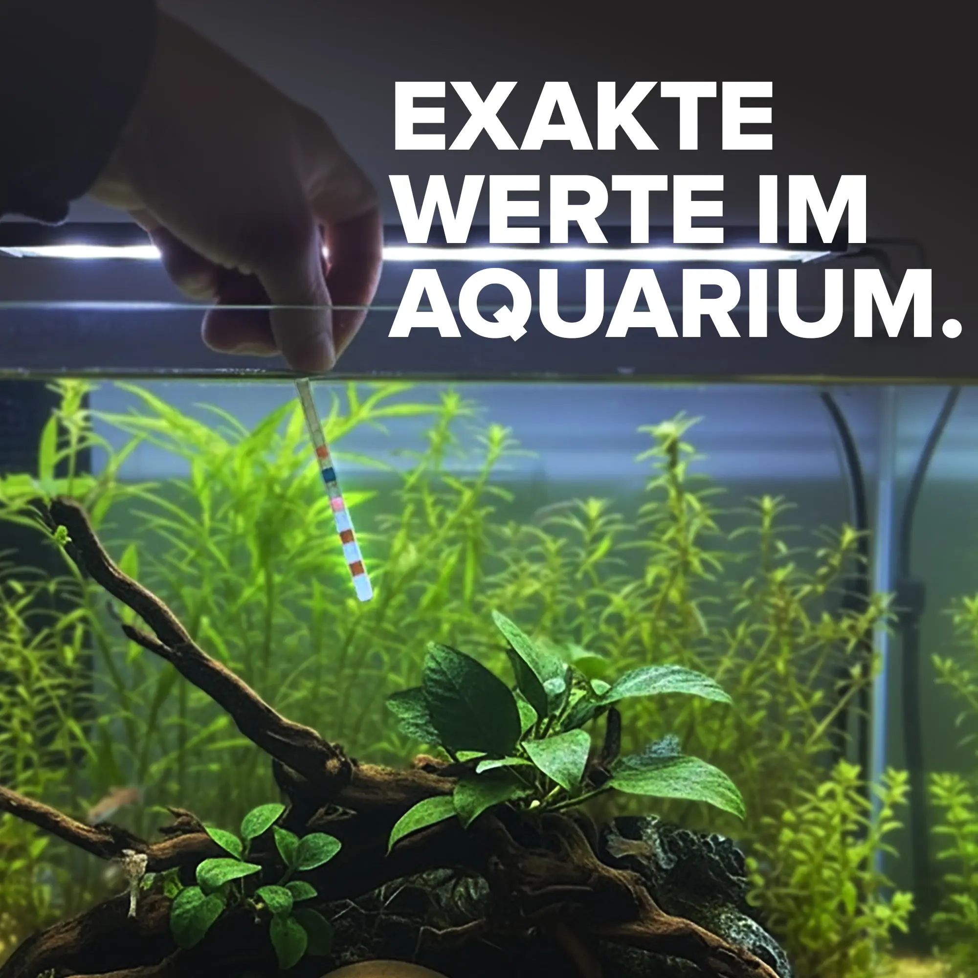 Hand hält Teststreifen über bepflanztem Aquarium