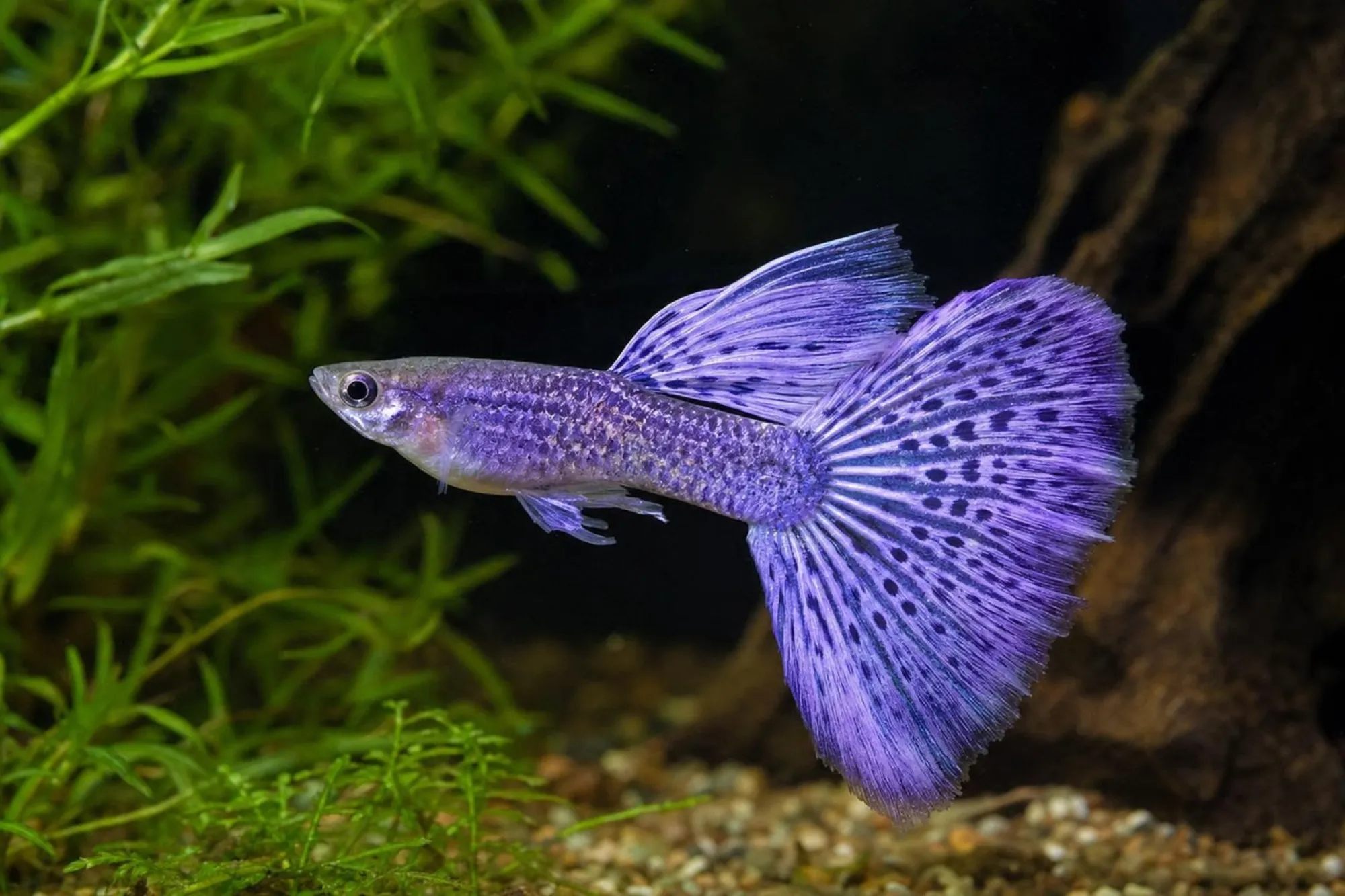 Lila-Guppy-Männchen, Poecilia reticulata