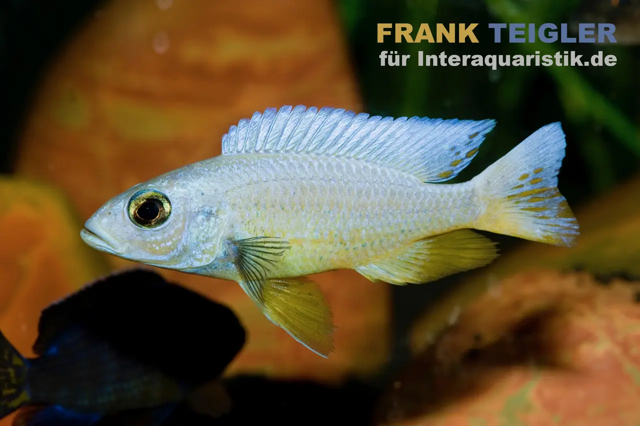 Weißer Azurcichlide, Sciaenochromis fryeri snow white, 4-5 cm