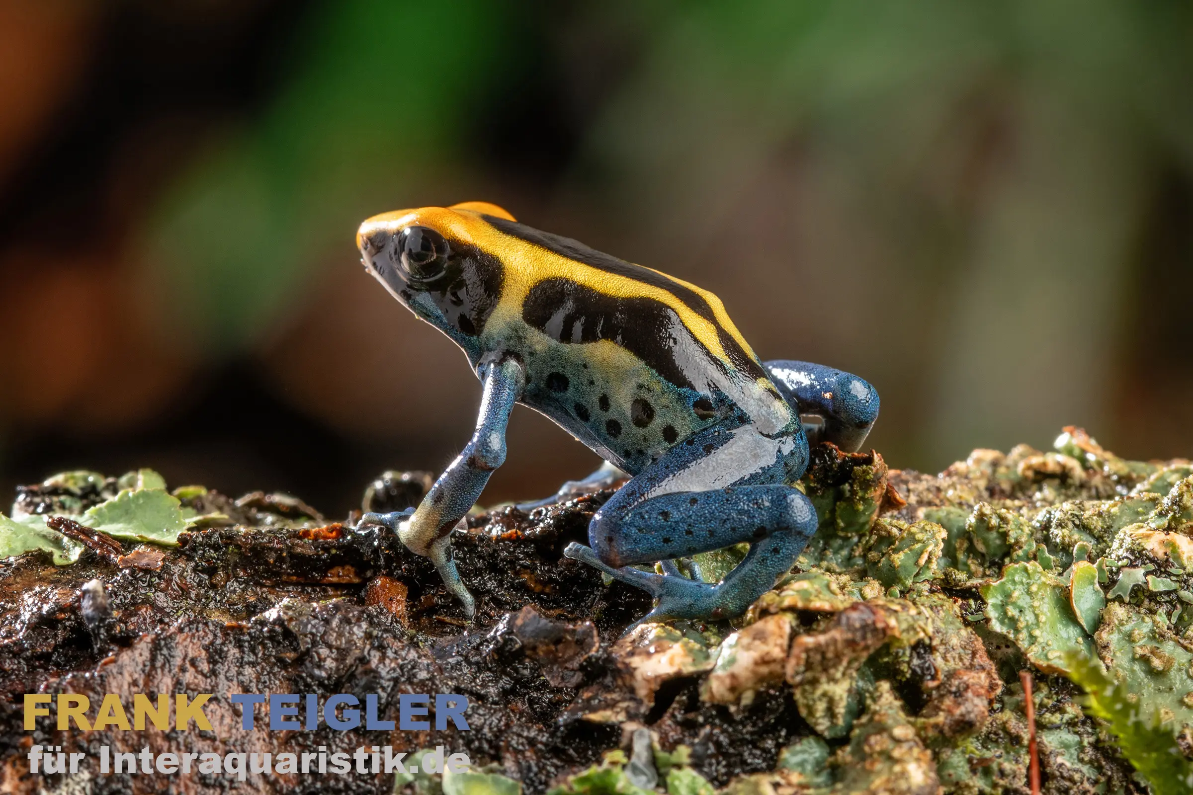 Patricia Färberfrosch, Dendrobates tinctorius Patricia