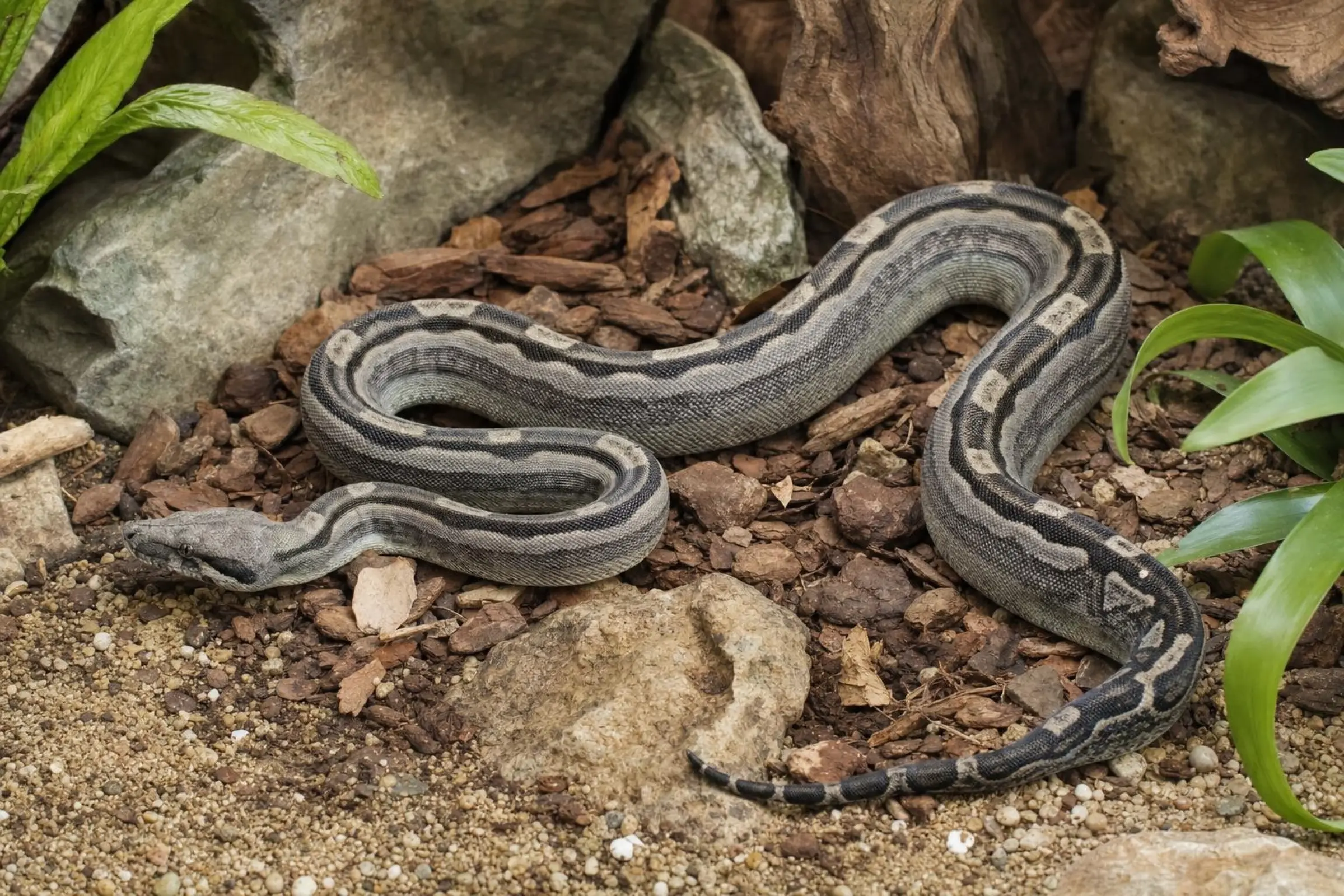 Abgottschlange „Anery Motley Fire“, Nachzucht 2026, Boa constrictor