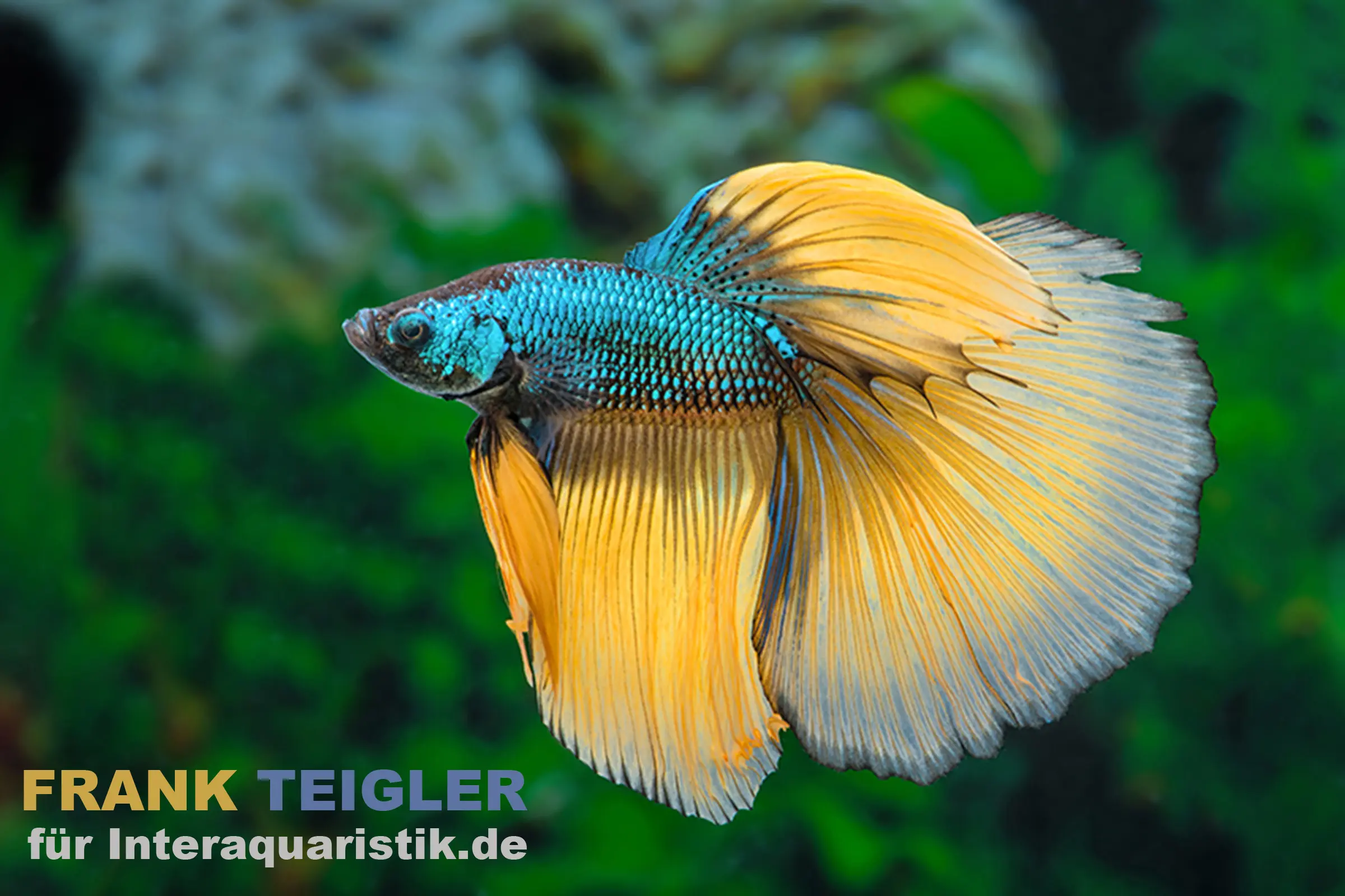 Halfmoon Kampffisch Mustard Gas, Männchen, Betta splendens