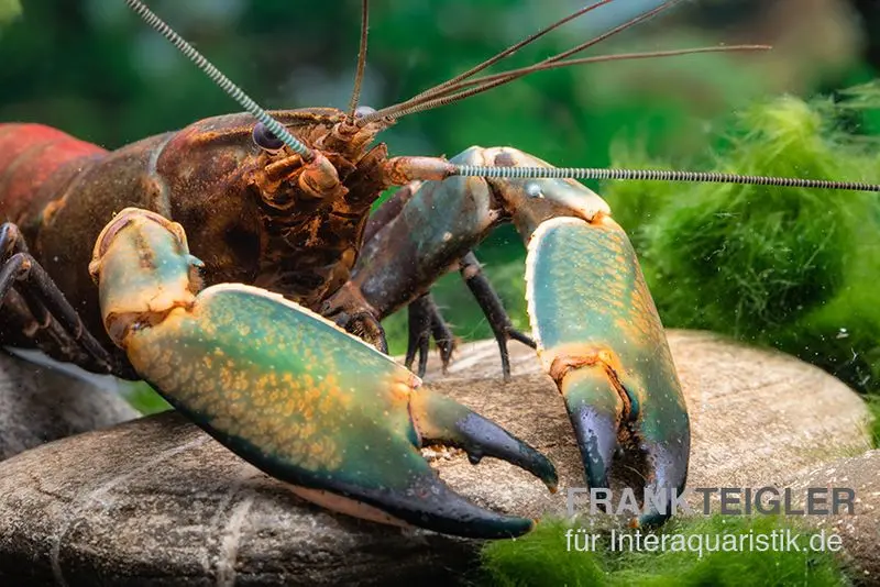 Cherax sp. "Red Chilli Blue Claw"