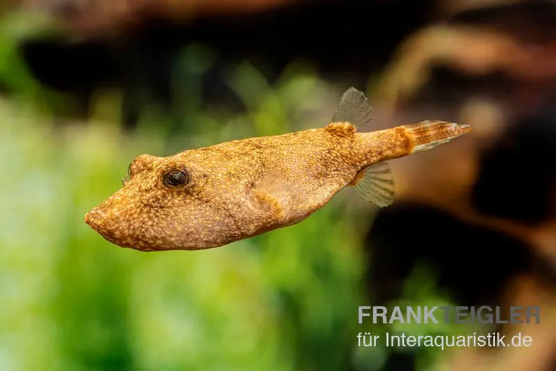 Brauner Kugelfisch, Tetraodon miurus