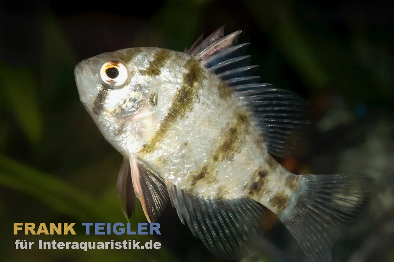 Scheibenbarsch, Enneacanthus chaetodon, (Kaltwasser), 3-4 cm