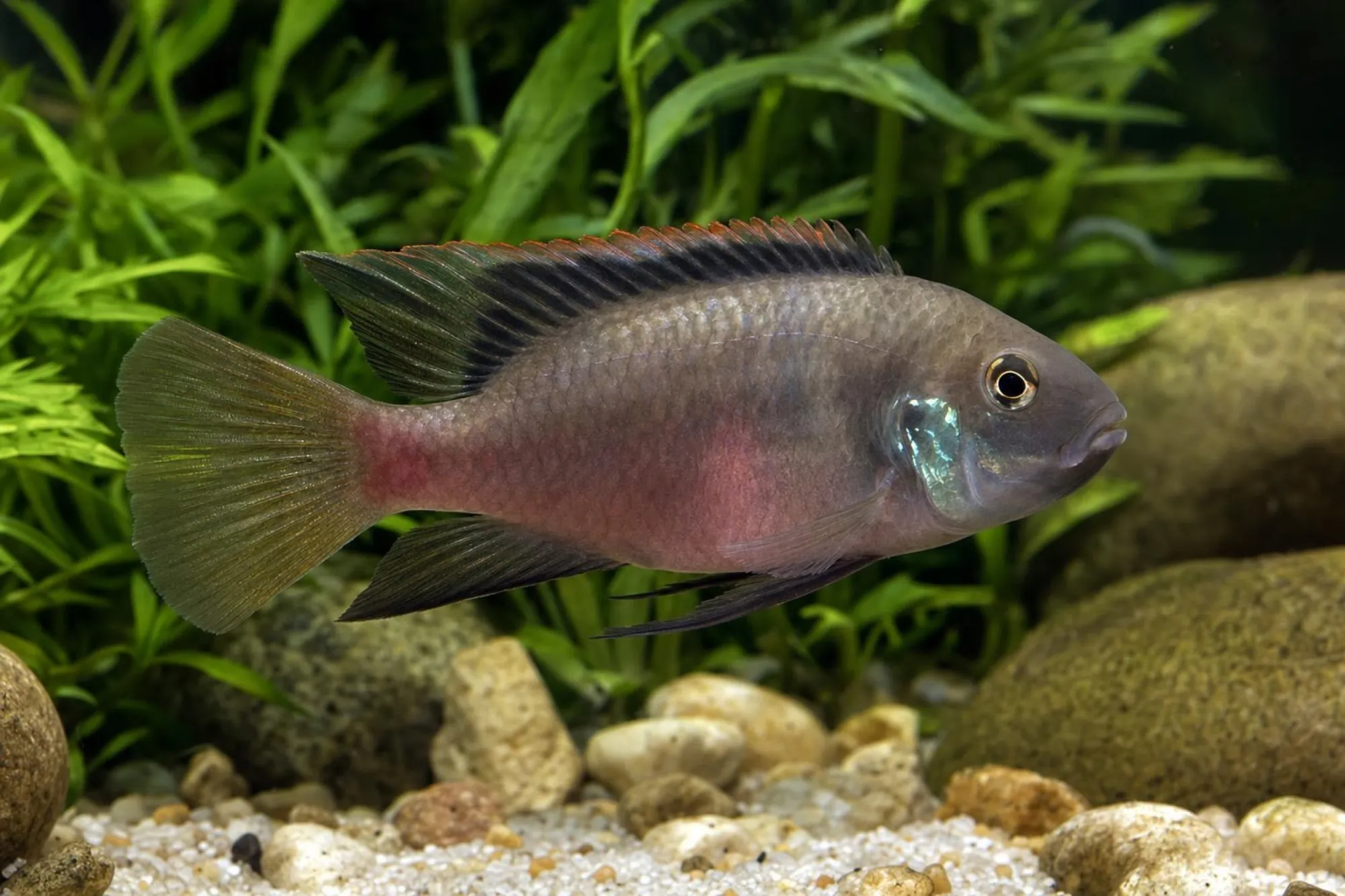 Schwarzflossen-Prachtbarsch, Benitochromis nigrodorsalis