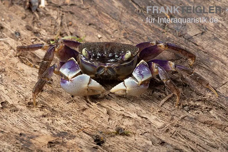 Spider Crab sp. Blue, Neosarmatium rotundifrons