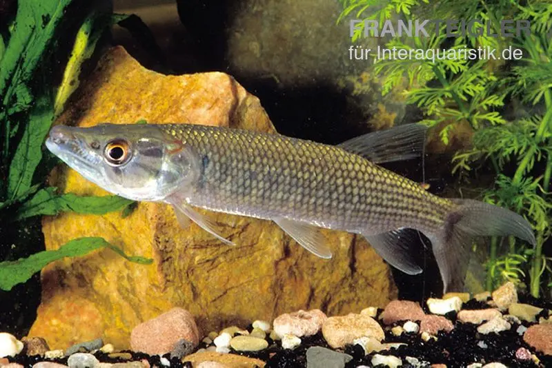 Afrikanischer Hechtsalmler, Hepsetus odoe, 12-15 cm