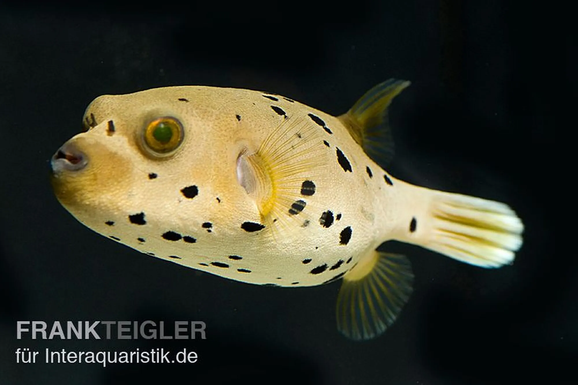 Schwarzflecken-Kugelfisch, Arothron nigropunctatus, ca. 7,0-9,0 cm