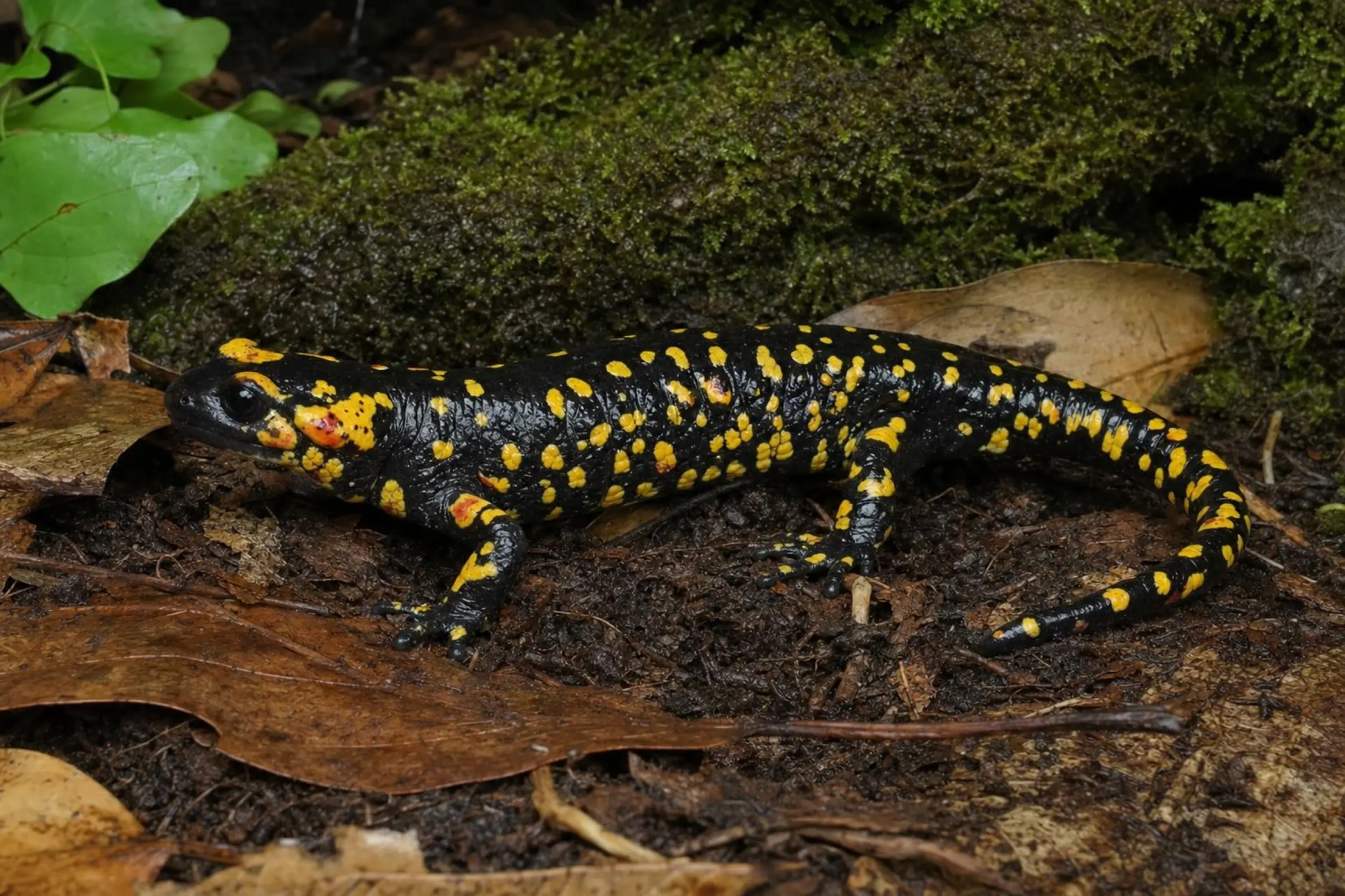 Bejar-Feuersalamander, Salamandra s. bejarae