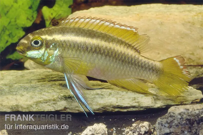 Gelber Purpurprachtbarsch, Pelvicachromis pulcher yellow, 4-6 cm