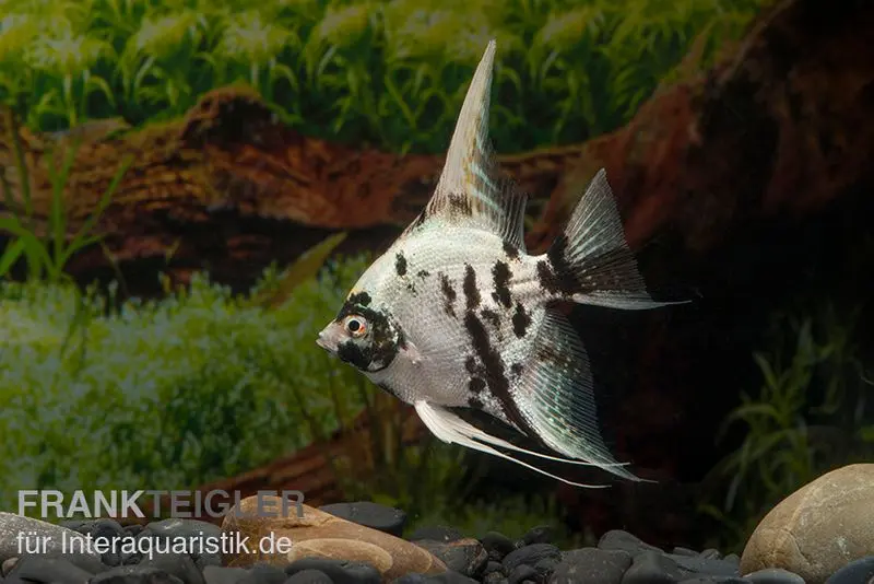 Skalar Platinum Marmor, Pterophyllum scalare