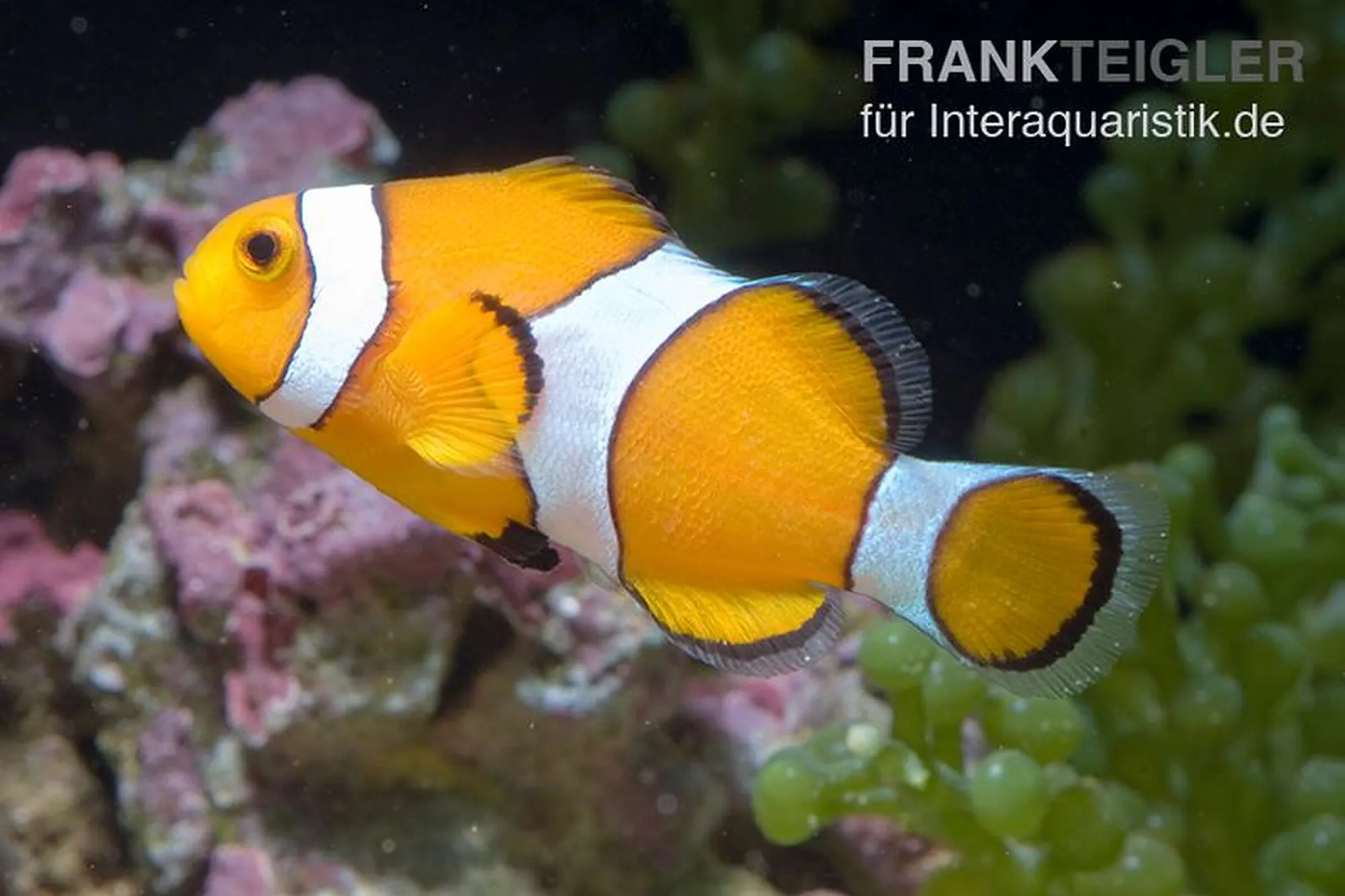 Falscher Clownfisch (Nachzucht), Amphiprion ocellaris, ca. 3,0-4,0 cm