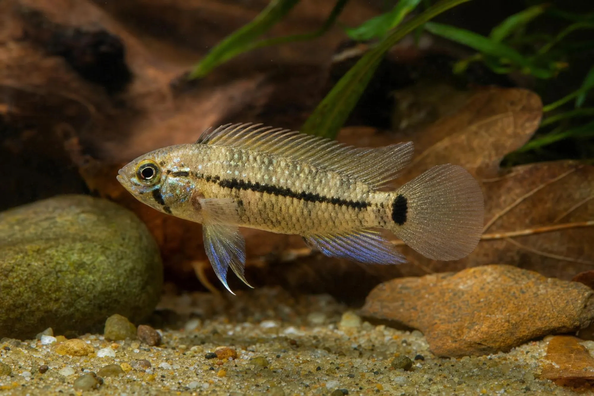 Caeté-Zwergbuntbarsch, Apistogramma caetei
