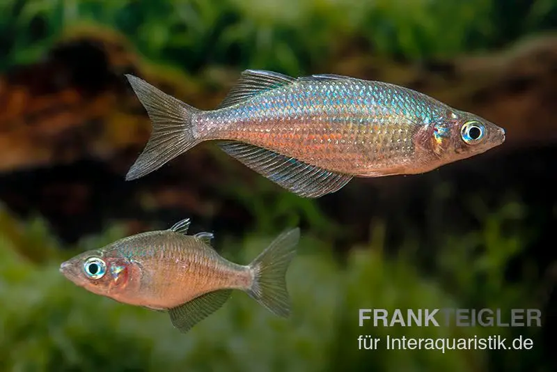 Gidomen-Regenbogenfisch, Glossolepis spec. Gidomen