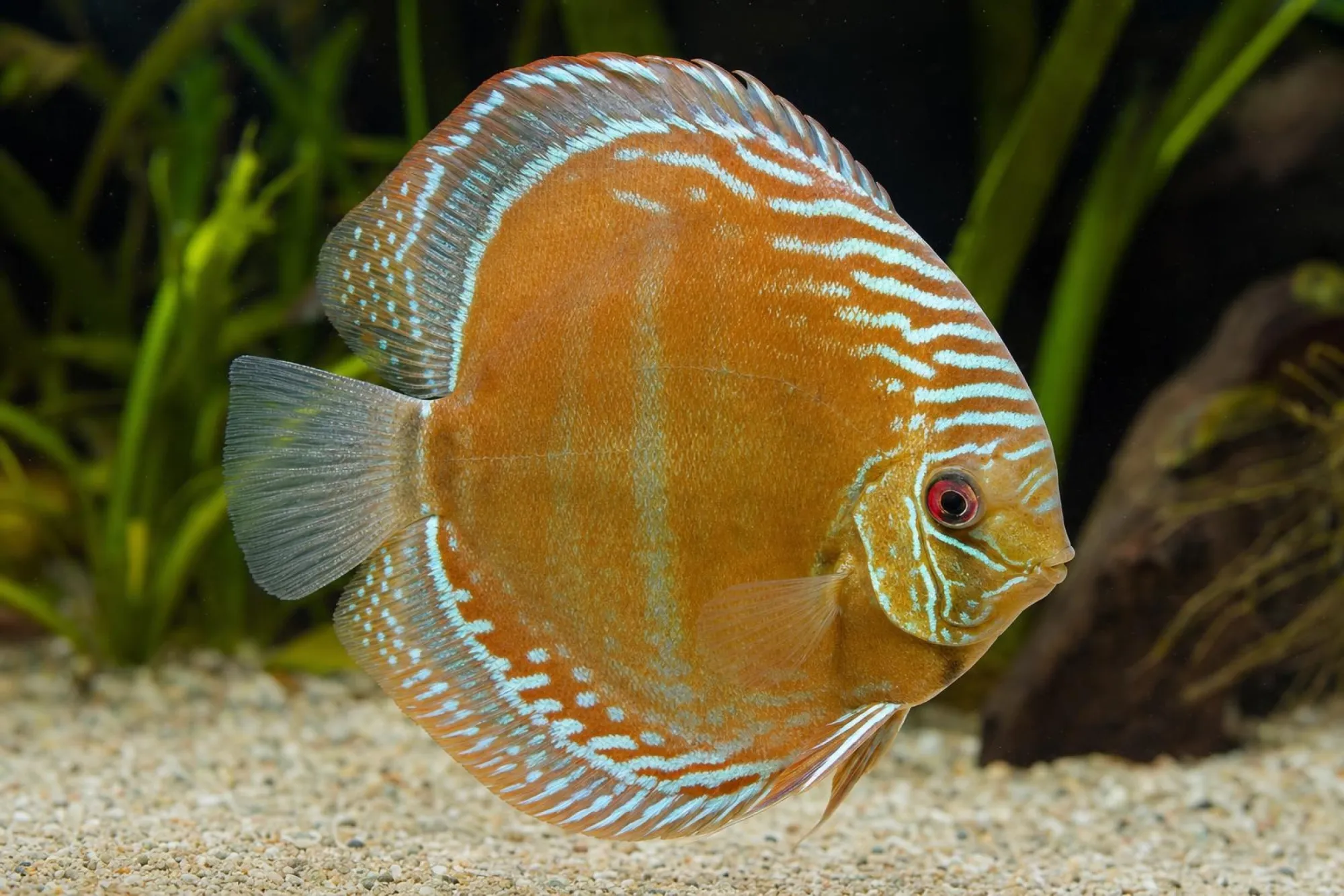 Diskus „Lake Turere Rosé“, Symphysodon aequifasciatus