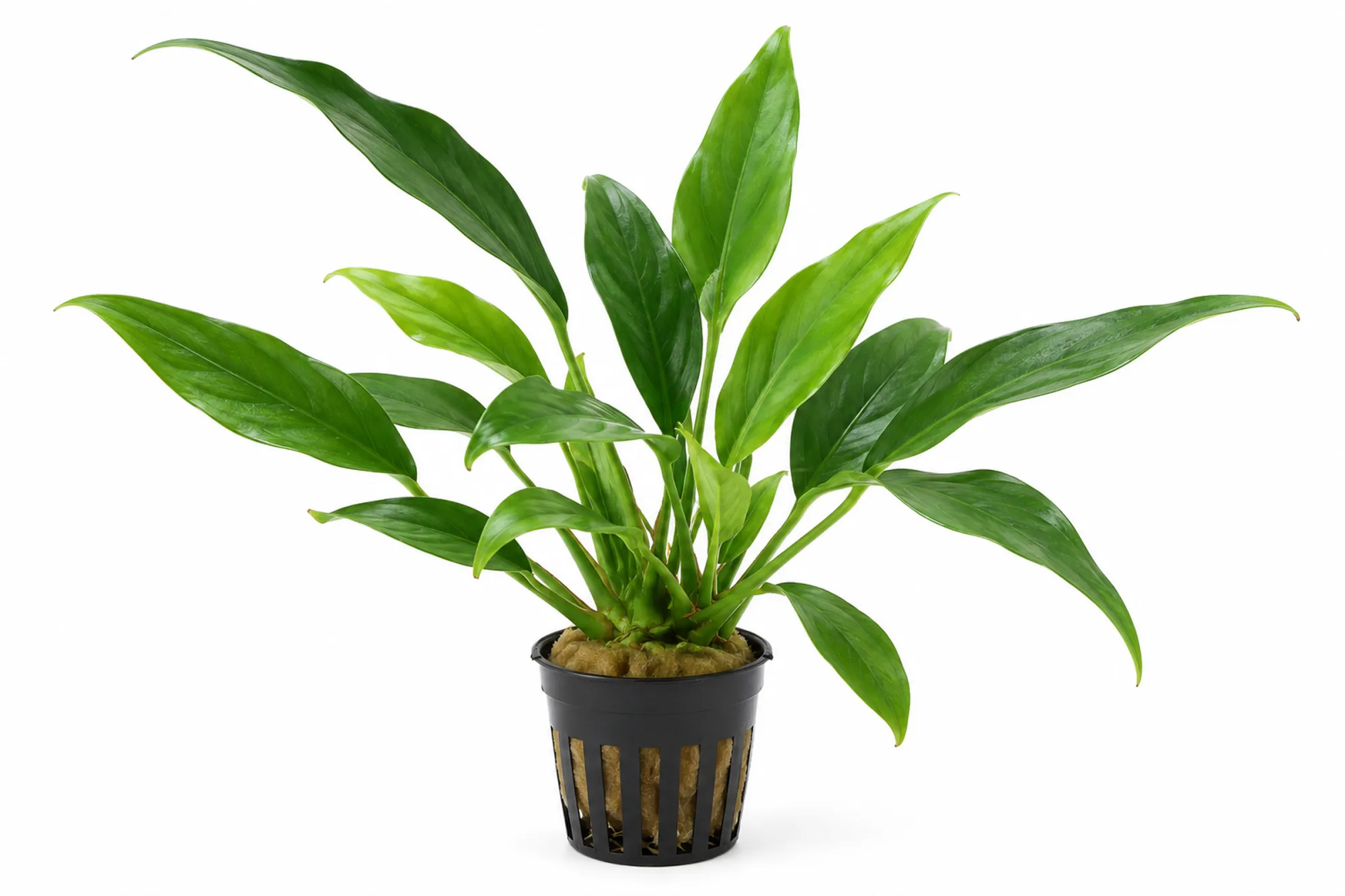 Anubias barteri var. glabra mit länglichen grünen Blättern im schwarzen Gittertopf vor weißem Hintergrund.