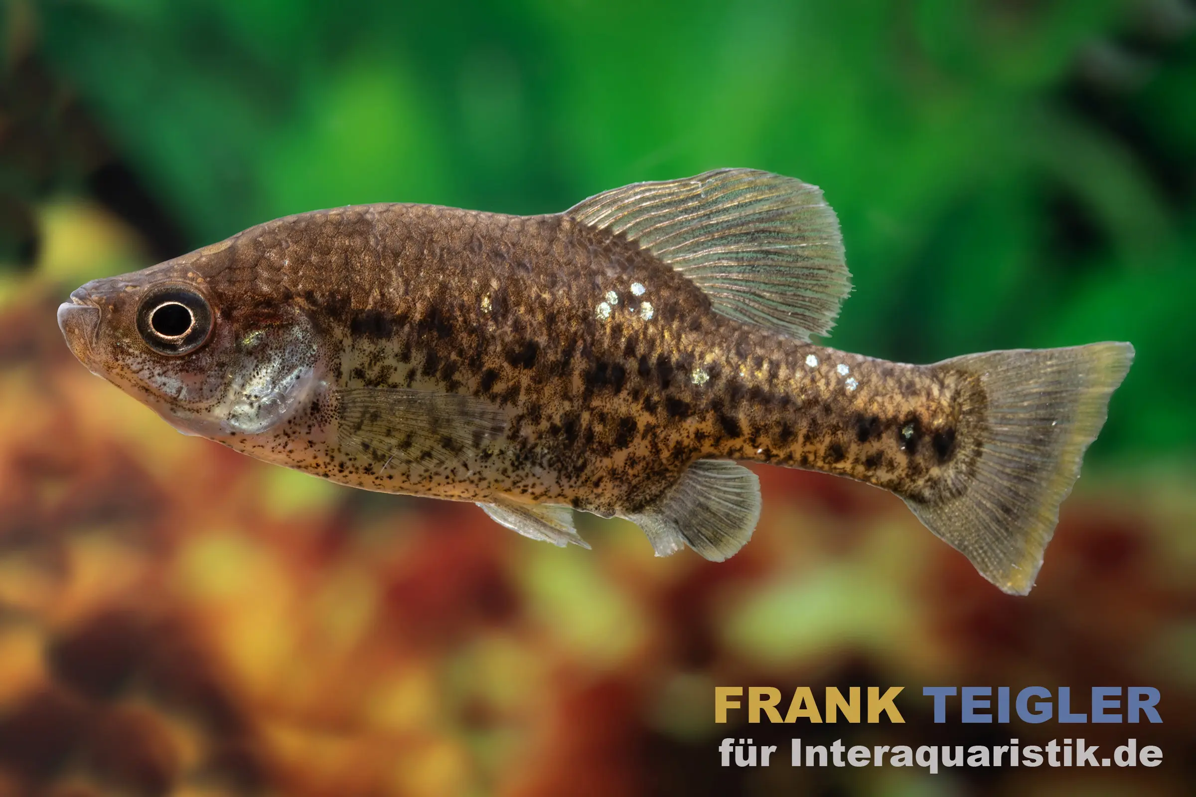 Pantherkärpfling, Chapalichthys pardalis, ca. 3,0-4,0 cm