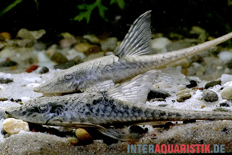 Zwergstörwels, Sturisomatichthys leightoni, 8-10 cm