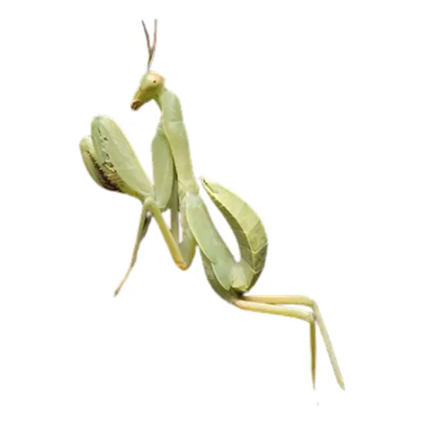 Mantiden (Gottesanbeterinnen)