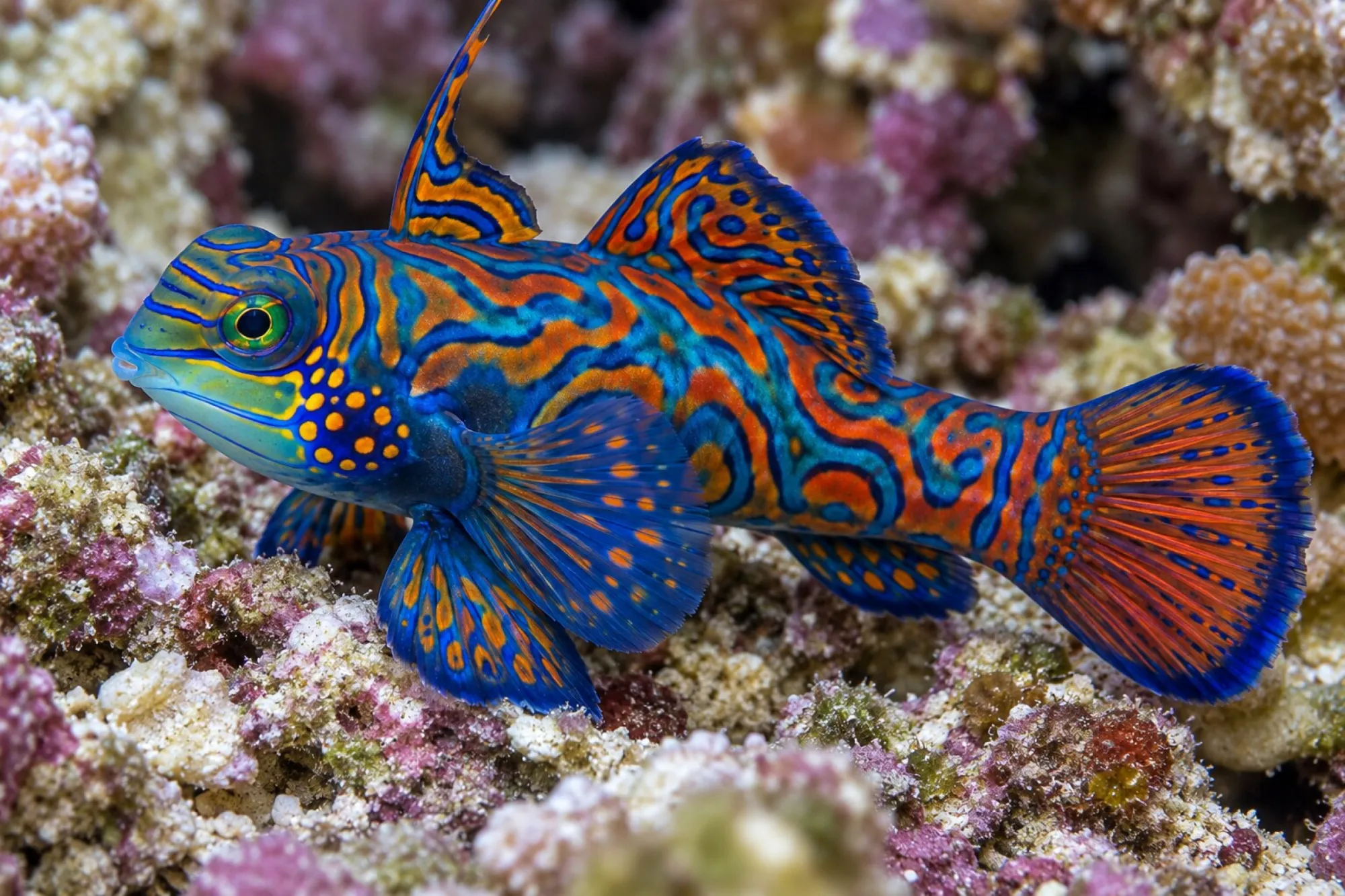 Mandarinfisch, Synchiropus splendidus